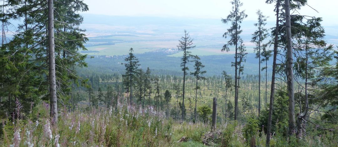 Geschädigter Wald nach Sturm und Hitze. Foto: Uwe Päsler