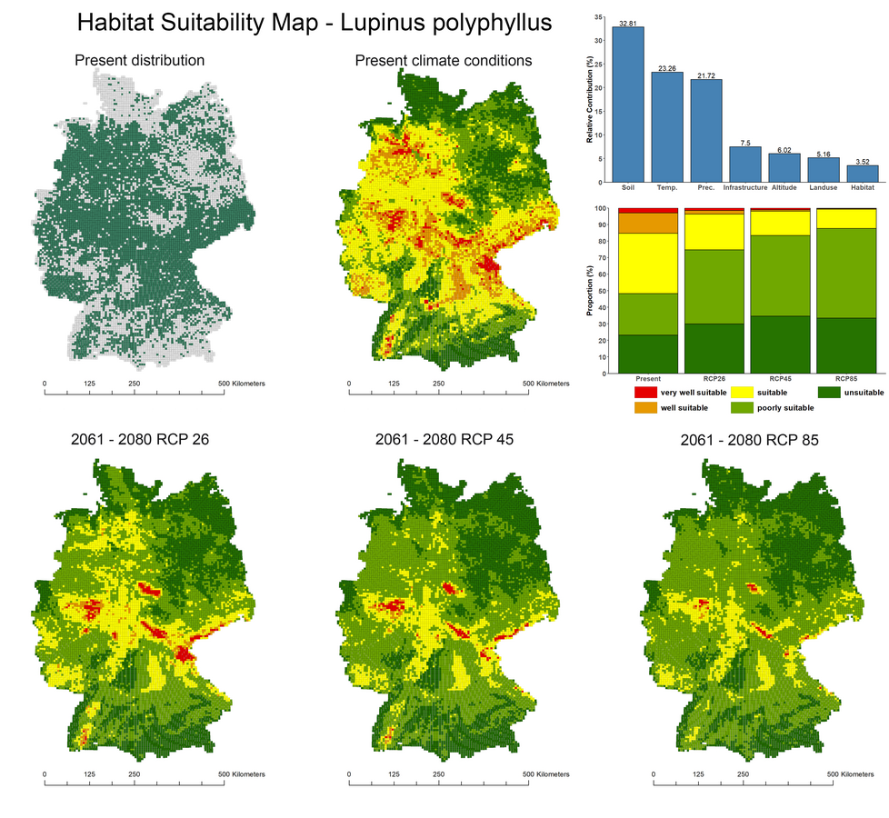 zur Vergrößerungsansicht des Bildes: Verschiedene Deutschlandkarten zeigen die Habitateignung für Lupinus polyphyllus (Vielblättrige Lupine) unter gegenwärtigen und vorhergesagten Klimabedingungen (basierend auf CO2 - Emissionsszenarien (RCP) 2.6, 4.5 und 8.5). Zwei Balkendiagramme oben rechts zeigen den relativen Einfluss der Prädiktorvariablen. (Abbildung zusammengestellt von F. Sittaro)