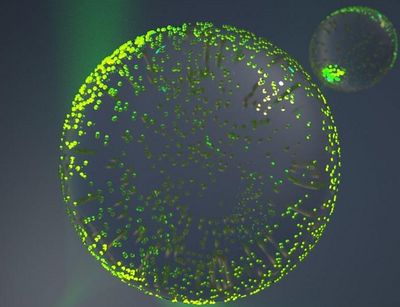 Computergenerierte Grafik eines Polymerpartikels mit vielen Goldnanopartikeln auf der Oberfläche, die mit grünem Laserlicht bestrahlt werden