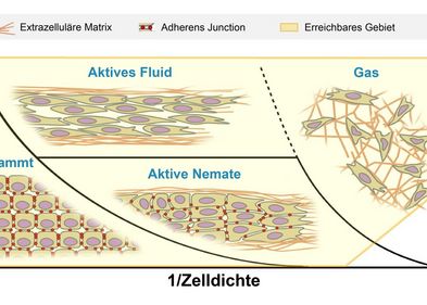 Schematische Darstellung verschiedener Bewegungsarten von Tumorgewebe in Extrazellulärer Matrix. Schematische Darstellung verschiedener Bewegungsarten von Tumorgewebe in Extrazellulärer Matrix.