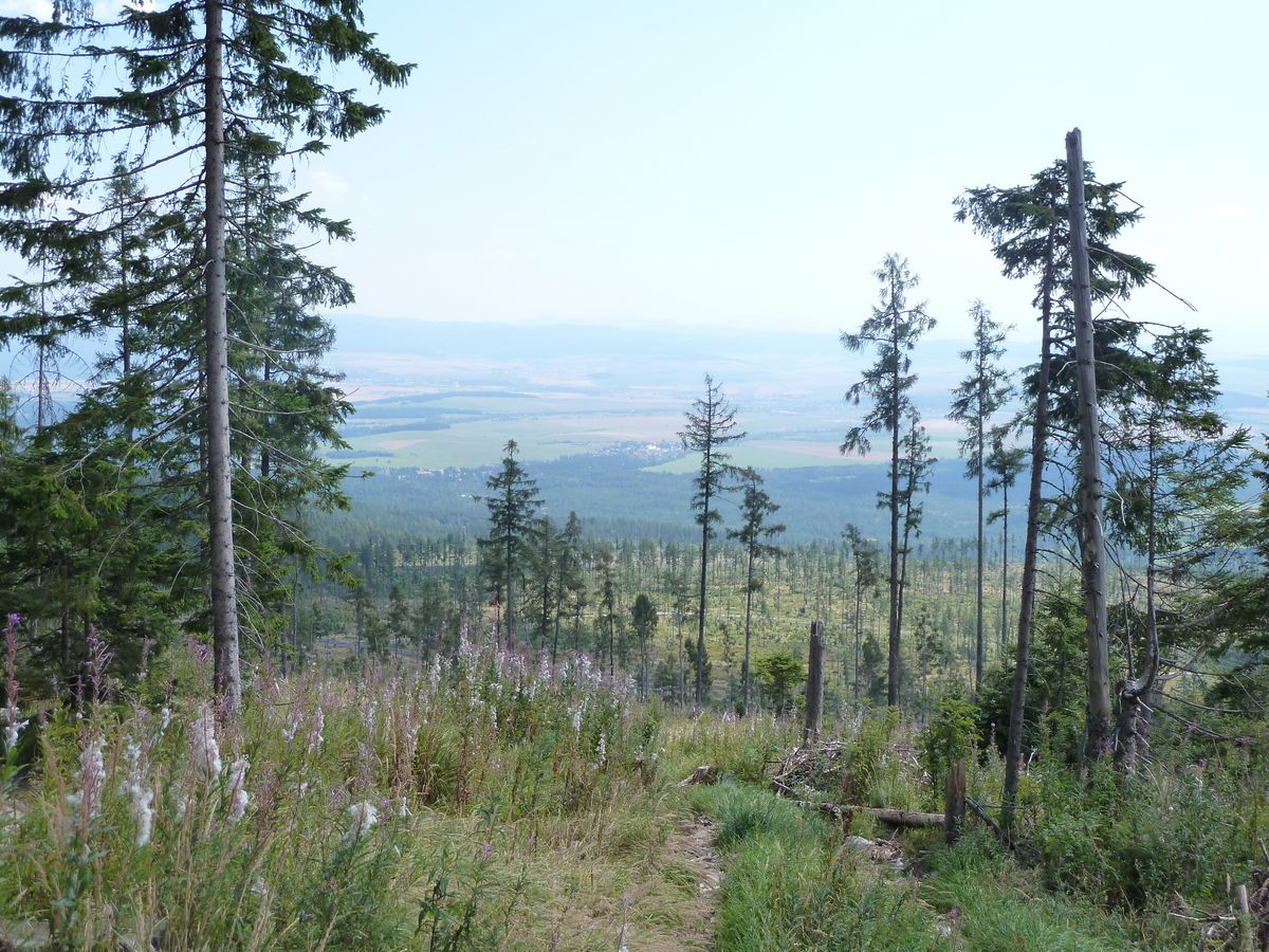 enlarge the image: The forest in the High Tatras after the storm and the heat. Photo: Uwe Päsler
