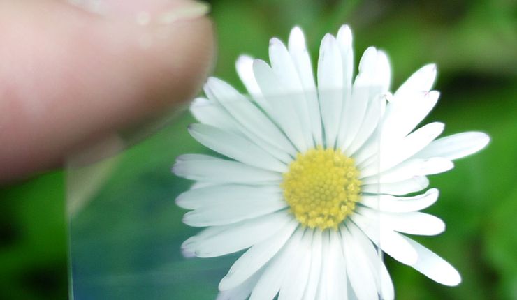 Kupferiodid-Schicht auf einer PET-Folie als flexiblen Träger vor einem Gänseblümchen