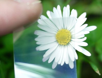 Kupferiodid-Schicht auf einer PET-Folie als flexiblen Träger vor einem Gänseblümchen