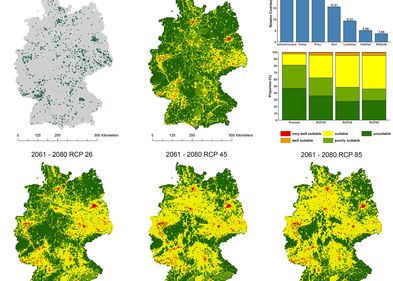 Prognose zur Ausbreitung für Ambrosia artemisiifolia in Deutschland unter aktuellen und zukünftigen Klimabedingungen.