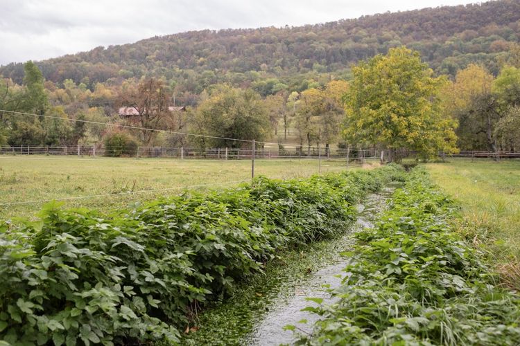 Grüne Wiese mit Baum und Rinnsal 