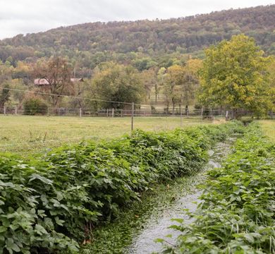 Grüne Wiese mit Baum und Rinnsal 