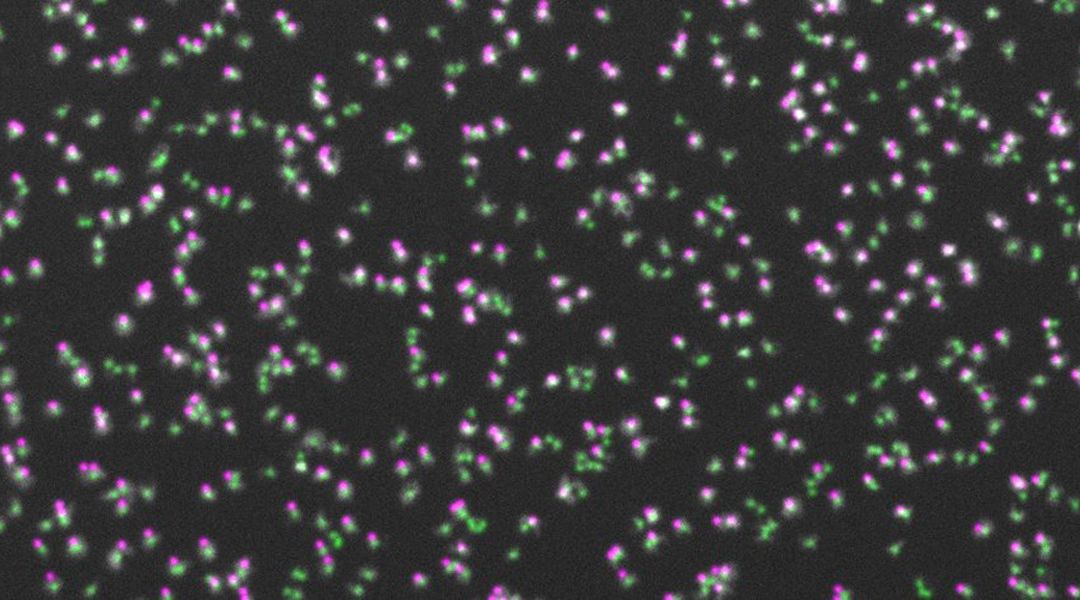 Anordnung von DNA-Clustern mit NGS-Daten für Hochdurchsatzstudien von CRISPR-Cas-Komplexen