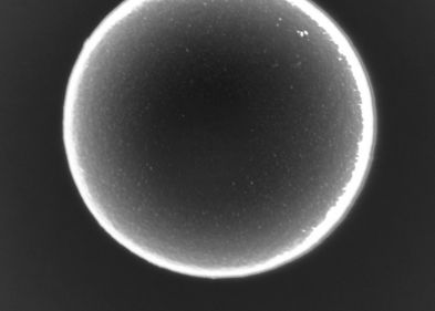 Aufnahme eines Mikroschwimmers im Elektronenmikroskop. Das Teilchen misst 2.18 Mikrometer im Durchmesser. Die kleinen helleren Punkte auf dem Partikel sind etwa 8 Nanometer große Goldnanopartikel. Aufnahme eines Mikroschwimmers im Elektronenmikroskop. Das Teilchen misst 2.18 Mikrometer im Durchmesser. Die kleinen helleren Punkte auf dem Partikel sind etwa 8 Nanometer große Goldnanopartikel.