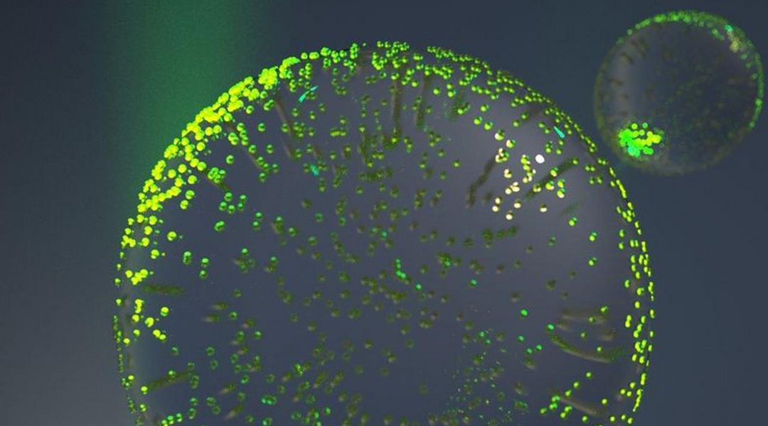 Polymerpartikel mit vielen Goldnanopartikeln auf der Oberfläche, die mit grünem Laserlicht bestrahlt werden